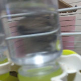 デグーの給水ボトルのおすすめと使い方